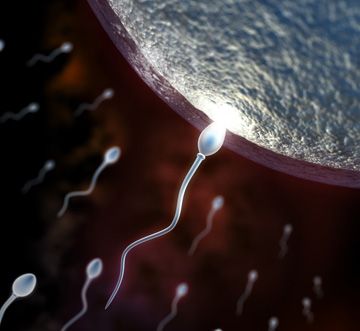 spermfertilizationgraphicw_1.jpg